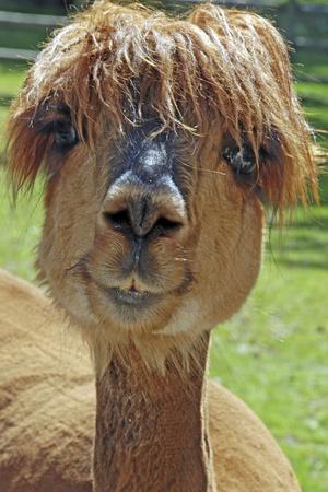 Alpaca - Photographic Print, 12x18