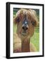 Alpaca - Photographic Print, 12x18