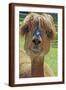 Alpaca - Photographic Print, 12x18