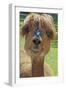 Alpaca - Photographic Print, 12x18