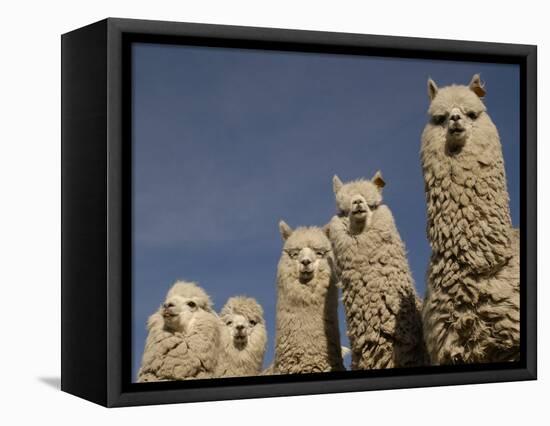 Alpacas, Andes, Ecuador-Pete Oxford-Framed Stretched Canvas