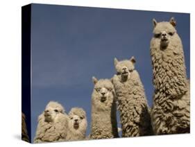 Alpacas, Andes, Ecuador-Pete Oxford-Stretched Canvas