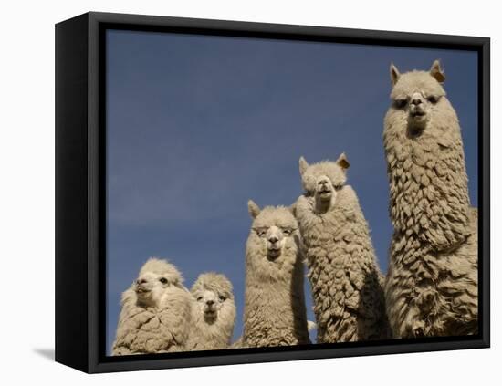 Alpacas, Andes, Ecuador-Pete Oxford-Framed Stretched Canvas