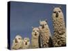 Alpacas, Andes, Ecuador-Pete Oxford-Stretched Canvas