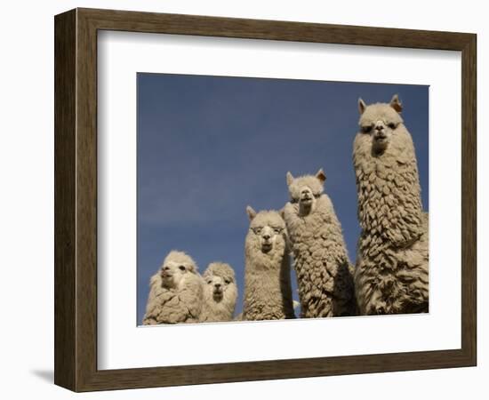 Alpacas, Andes, Ecuador-Pete Oxford-Framed Premium Photographic Print