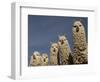 Alpacas, Andes, Ecuador-Pete Oxford-Framed Premium Photographic Print
