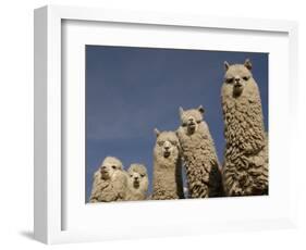 Alpacas, Andes, Ecuador-Pete Oxford-Framed Premium Photographic Print