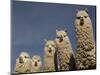 Alpacas, Andes, Ecuador-Pete Oxford-Mounted Premium Photographic Print