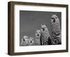 Alpacas, Andes, Ecuador-Pete Oxford-Framed Premium Photographic Print