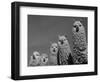 Alpacas, Andes, Ecuador-Pete Oxford-Framed Premium Photographic Print