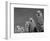 Alpacas, Andes, Ecuador-Pete Oxford-Framed Premium Photographic Print