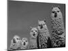 Alpacas, Andes, Ecuador-Pete Oxford-Mounted Premium Photographic Print