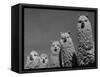 Alpacas, Andes, Ecuador-Pete Oxford-Framed Stretched Canvas