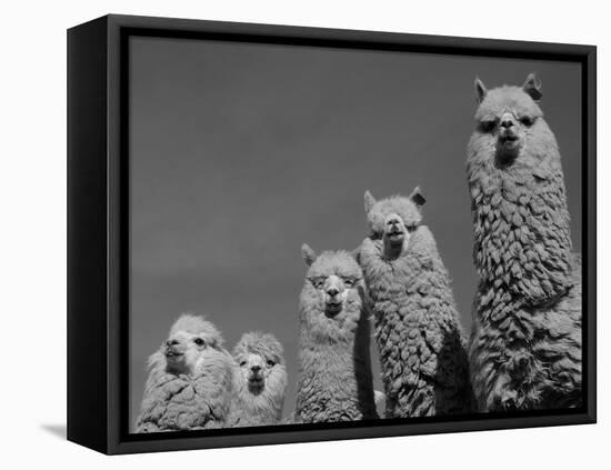 Alpacas, Andes, Ecuador-Pete Oxford-Framed Stretched Canvas