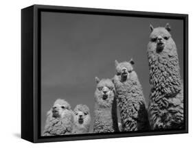 Alpacas, Andes, Ecuador-Pete Oxford-Framed Stretched Canvas