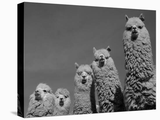 Alpacas, Andes, Ecuador-Pete Oxford-Stretched Canvas