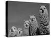 Alpacas, Andes, Ecuador-Pete Oxford-Stretched Canvas