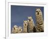 Alpacas, Andes, Ecuador-Pete Oxford-Framed Photographic Print