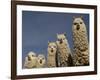 Alpacas, Andes, Ecuador-Pete Oxford-Framed Photographic Print