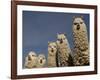 Alpacas, Andes, Ecuador-Pete Oxford-Framed Photographic Print