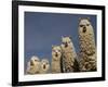 Alpacas, Andes, Ecuador-Pete Oxford-Framed Photographic Print