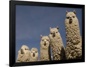 Alpacas, Andes, Ecuador-Pete Oxford-Framed Photographic Print