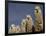 Alpacas, Andes, Ecuador-Pete Oxford-Framed Photographic Print