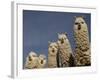 Alpacas, Andes, Ecuador-Pete Oxford-Framed Photographic Print