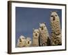 Alpacas, Andes, Ecuador-Pete Oxford-Framed Photographic Print