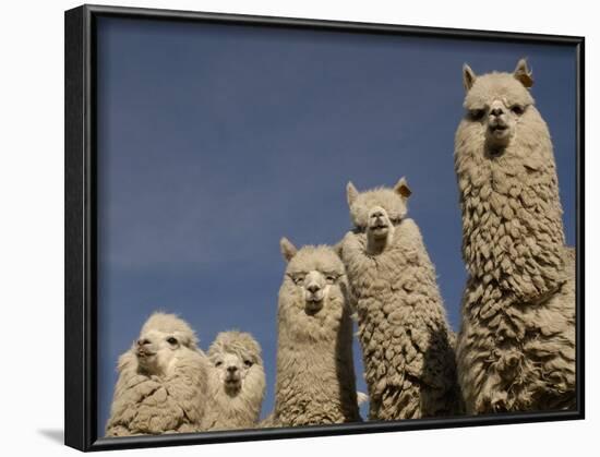 Alpacas, Andes, Ecuador-Pete Oxford-Framed Photographic Print