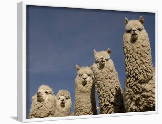 Alpacas, Andes, Ecuador-Pete Oxford-Framed Photographic Print