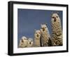 Alpacas, Andes, Ecuador-Pete Oxford-Framed Photographic Print