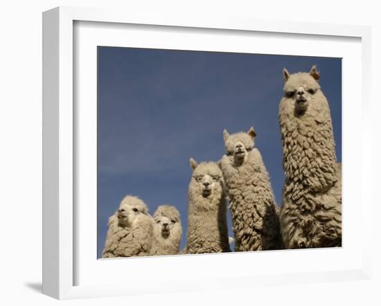 Alpacas, Andes, Ecuador-Pete Oxford-Framed Photographic Print