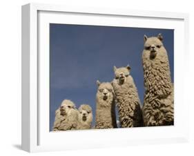 Alpacas, Andes, Ecuador-Pete Oxford-Framed Photographic Print