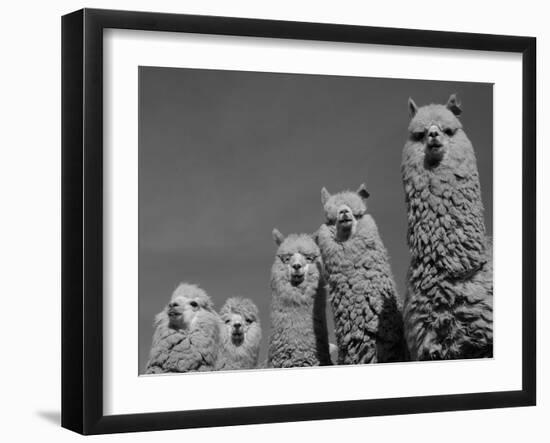 Alpacas, Andes, Ecuador-Pete Oxford-Framed Photographic Print