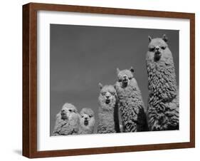 Alpacas, Andes, Ecuador-Pete Oxford-Framed Photographic Print