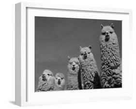 Alpacas, Andes, Ecuador-Pete Oxford-Framed Photographic Print