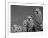 Alpacas, Andes, Ecuador-Pete Oxford-Framed Photographic Print