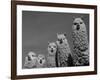 Alpacas, Andes, Ecuador-Pete Oxford-Framed Photographic Print