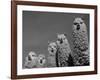 Alpacas, Andes, Ecuador-Pete Oxford-Framed Photographic Print