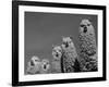 Alpacas, Andes, Ecuador-Pete Oxford-Framed Photographic Print