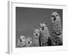 Alpacas, Andes, Ecuador-Pete Oxford-Framed Photographic Print