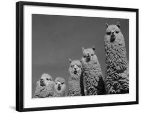 Alpacas, Andes, Ecuador-Pete Oxford-Framed Photographic Print