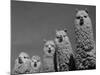 Alpacas, Andes, Ecuador-Pete Oxford-Mounted Photographic Print