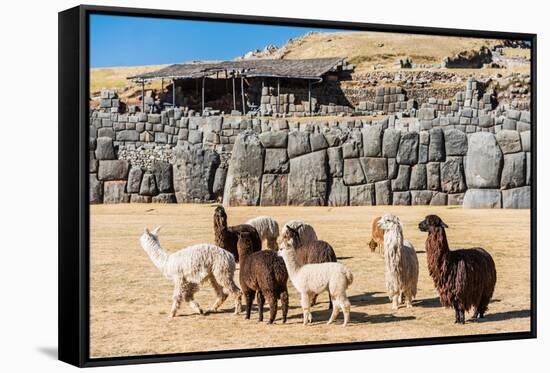 Alpacas at Sacsayhuaman, Incas Ruins in the Peruvian Andes at Cuzco Peru-OSTILL-Framed Stretched Canvas