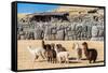 Alpacas at Sacsayhuaman, Incas Ruins in the Peruvian Andes at Cuzco Peru-OSTILL-Framed Stretched Canvas