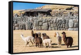 Alpacas at Sacsayhuaman, Incas Ruins in the Peruvian Andes at Cuzco Peru-OSTILL-Framed Stretched Canvas