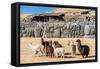 Alpacas at Sacsayhuaman, Incas Ruins in the Peruvian Andes at Cuzco Peru-OSTILL-Framed Stretched Canvas