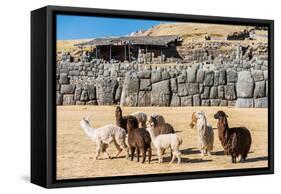 Alpacas at Sacsayhuaman, Incas Ruins in the Peruvian Andes at Cuzco Peru-OSTILL-Framed Stretched Canvas