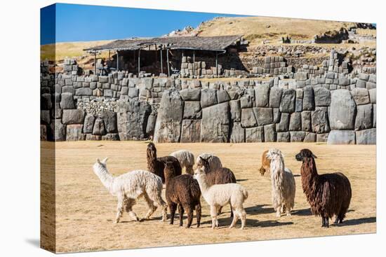 Alpacas at Sacsayhuaman, Incas Ruins in the Peruvian Andes at Cuzco Peru-OSTILL-Stretched Canvas